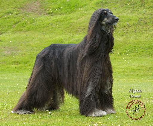 Afghan Hound 9R071D-011.JPG